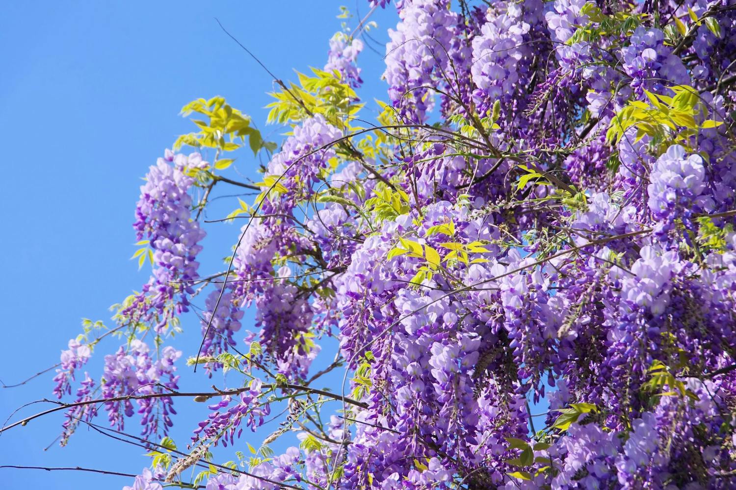 Beskæring af blåregn Kraftig beskæring af blåregn